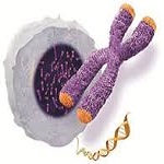 telomeres2